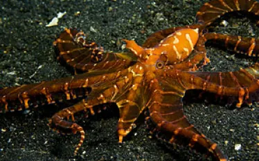 _coral_triangle.jpg.webp