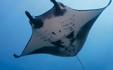 _yap_micronesia.jpg.webp