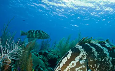 _dive_events_guide.jpg.webp