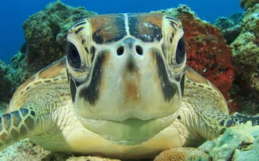 _greenseaturtle.jpg.webp
