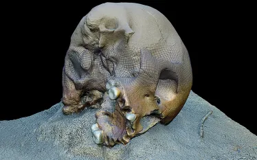 d-model-cranium-cenote-skull.jpg.webp
