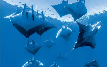 -sicklefin-devil-rays.jpg.webp