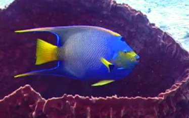 Angel fish.jpg.webp