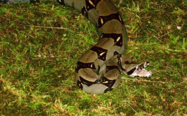 BOAGORGONA.jpg.webp