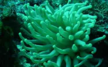 COZUMEL PICTURES    .jpg.webp