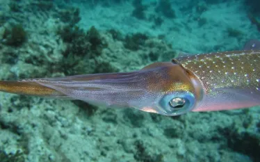 GC Squid.jpg.webp