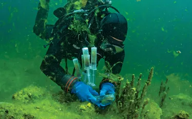 Lake Baikal invasive reen algae.jpg.webp