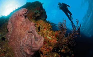 TR__grenada_.jpg.webp