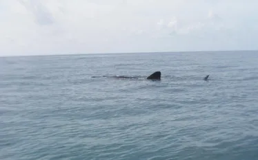 Whale_Shark_Spotted.jpg.webp