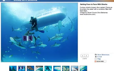 abc-sharks-stuart-cove.jpg.webp