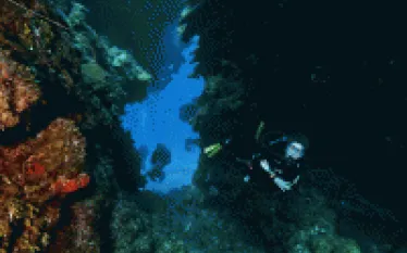 ac_me-at-split-coral-head_bartnicka-.gif.webp
