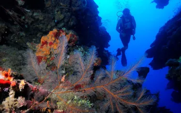 akr-diving_x.jpg.webp