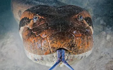 anaconda-brazil-tongue-aa-teaser-scubadiving.jpg.webp