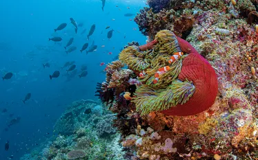 anemone-coral-triangle-annie-crawley.jpg.webp
