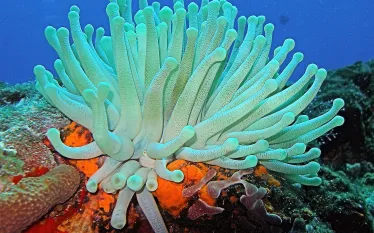 anemone.jpg.webp
