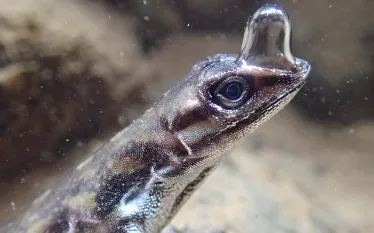 anolis-aquaticus-scuba-diving-lizard-costa-rica-lindsey-swierk.jpg.webp
