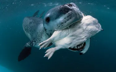 antarctic.jpg.webp