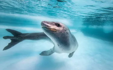 antarctic_leopard-seal-side-eye-by-becky-schott-lp_-copy-_edit.jpg.webp
