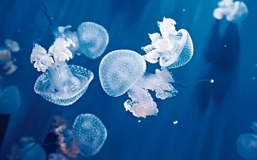 ask_dan_stung_by_jellyfish_scd_teaser.jpg.webp