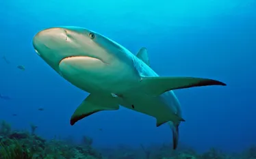 awesome shark.jpg.webp