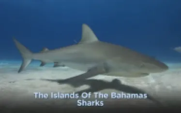 bahamas-shark-diving.png.webp