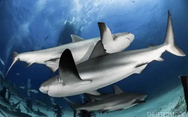 bahamas-shark-scuba-diving-.jpg.webp