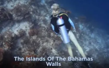 bahamas-walls-video.jpg.webp