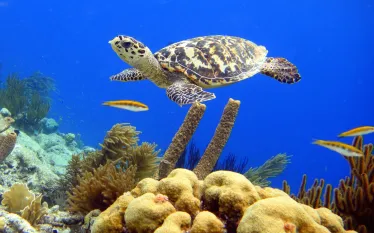 bari-reef.jpg.webp