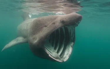 basking-shark-shutterstock.jpg.webp