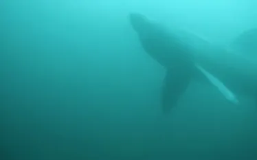 basking_shark_ireland_video_teaser.jpg.webp