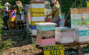 bees-in-bahamas-beekeepers-savannah-bee-co_.jpg.webp