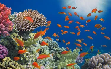 belize-reef-fish-shutterstock-vlad.png.webp