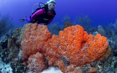 benz_coveshoot_orange_bowl_-_nassau-elephant_ear_sponge.jpg.webp