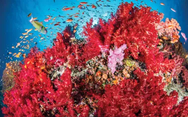 beqa_lagoon_dive_sites_teaser_renee_capozzola_.jpg.webp