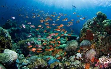 best-bali-dives-reef-shutterstock.jpg.webp