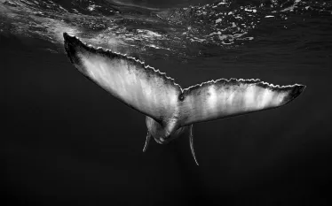best-big-animal-diving-pacific-indian--top.jpg.webp