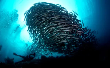 best-dives-fish-schools-barracuda-shutterstock_.jpg.webp