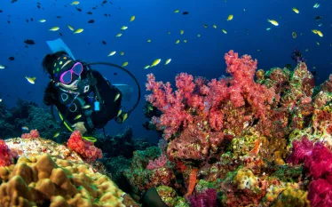 best-diving-thailand-reef-andaman-sea.jpg.webp