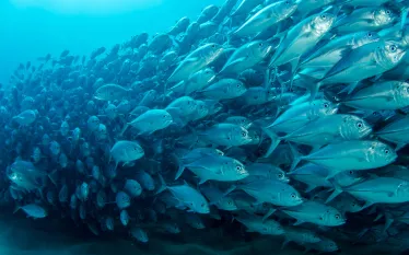 best-mexico-dive-regions-cabo-pulmo-hero.jpg.webp