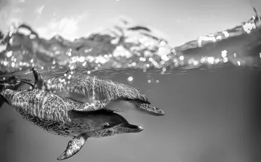 best-scuba-diving-with-big-animals-caribbean-atlantic.jpg.webp