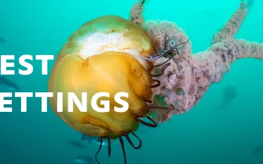 best-underwater-camera-settings-header-.jpg.webp