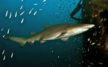 best_big_animal_dives_north_america__north_carolina_.jpg.webp