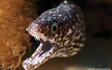 best_macro_diving_bonaire_steve_hendersontop_.jpg.webp