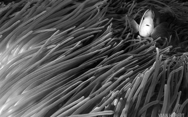 best_macro_diving_pacific_scd_top_-best-overall-tahiti.jpg.webp
