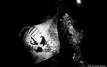 best_manta_night_dives_la_paz_shutterstock.jpg.webp