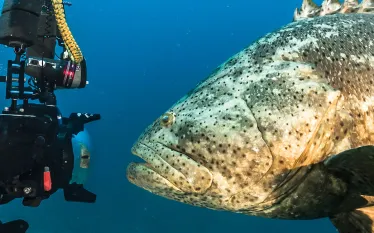 best_overall_diving_north_america_scd_top_.jpg.webp