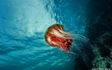 best_value_diving_north_america_british_columbia_.jpg.webp