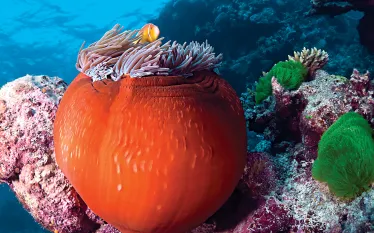 bestbeginnerdivinggreatbarrierreefpacific.jpg.webp