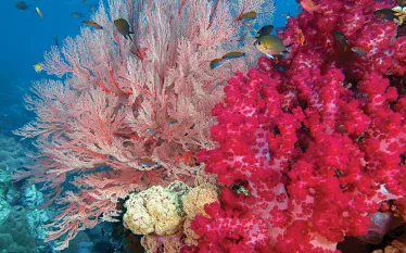 bestmarinenvironmentrajaampatpacific_.jpg.webp