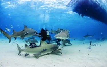 biganimal_bahamas_fisher.jpg.webp